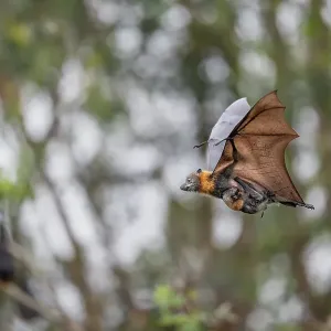 Grey-headed flying-fox print: Female in flight with young Grey-headed flying-fox print: Female in flight with young