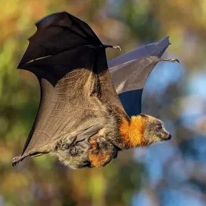 Grey-headed flying-fox (Pteropus poliocephalus) female, in flight carrying her young, Myuna Wetlands, Doveton, Victoria, Australia. Cropped Grey-headed flying-fox (Pteropus poliocephalus) female, in flight carrying her young, Myuna Wetlands, Doveton, Victoria, Australia. Cropped