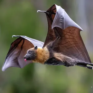 Le chauve-souris volante à tête grise (Pteropus poliocephalus) en vol, avec la langue dépassant après avoir léché de l'eau sur son corps. Ayant récemment terminé un plongeon ventral rapide dans une rivière lors d'une journée chaude pour mouiller son ventr Le chauve-souris volante à tête grise (Pteropus poliocephalus) en vol, avec la langue dépassant après avoir léché de l'eau sur son corps. Ayant récemment terminé un plongeon ventral rapide dans une rivière lors d'une journée chaude pour mouiller son ventr