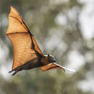 Grey-headed flying-fox (Pteropus poliocephalus) flying just before sunset. ašašYarra Bend Park Grey-headed flying-fox (Pteropus poliocephalus) flying just before sunset. ašašYarra Bend Park