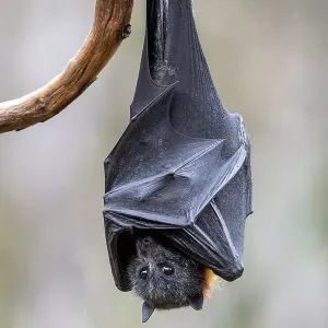 Grey-headed flying-fox (Pteropus poliocephalus) hanging from a branch. Yarra Bend Park Grey-headed flying-fox (Pteropus poliocephalus) hanging from a branch. Yarra Bend Park