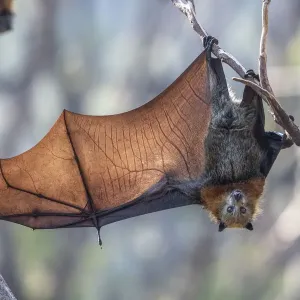 Grey-headed flying-fox Print: A single hanging bat with one wing spread Grey-headed flying-fox Print: A single hanging bat with one wing spread