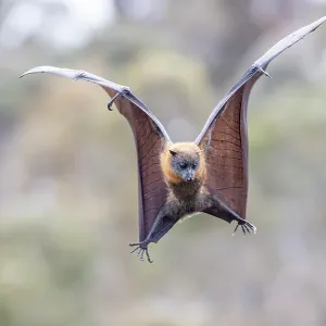 Grey-headed flying-fox print, showing a wing-flaring moment Grey-headed flying-fox print, showing a wing-flaring moment
