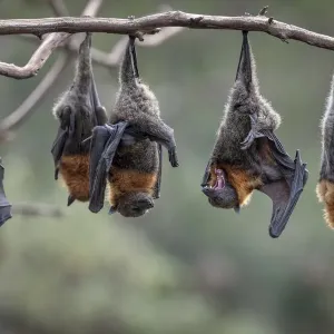 Grey-headed Flying-foxes Print: Colony in Flight over Yarra River Grey-headed Flying-foxes Print: Colony in Flight over Yarra River