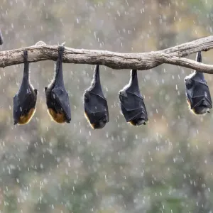 Grey-headed flying-foxes Print: A photograph of hanging bats Grey-headed flying-foxes Print: A photograph of hanging bats