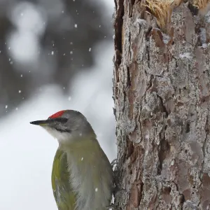 Grey-headed woodpecker (Picus canus) on tree trunk in falling snow. Kalvtrask, Vasterbotten