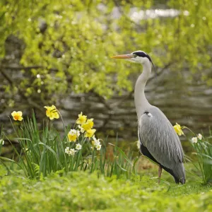 Images Dated 2011 April: 2 Apr 2011