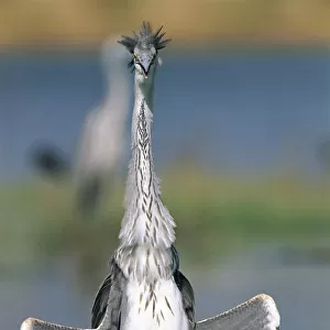 Grey heron {Ardea cinerea} Al Ansab, Oman