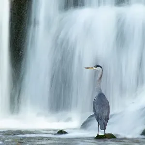 Airone grigio (Ardea cinerea) sotto cascata. Ambleside, Lake District, UK, novembre. Molto lodato, categoria Habitat, British Wildlife Photography Awards (BWPA) concorso 2012 Airone grigio (Ardea cinerea) sotto cascata. Ambleside, Lake District, UK, novembre. Molto lodato, categoria Habitat, British Wildlife Photography Awards (BWPA) concorso 2012