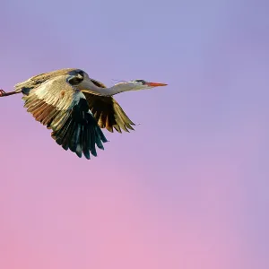 Grey heron (Ardea cinerea cinerea) in flight at last light, Blackpool, UK, February Grey heron (Ardea cinerea cinerea) in flight at last light, Blackpool, UK, February