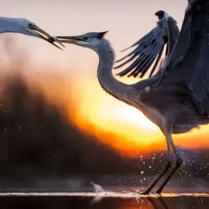 Grey heron and Great egret Print, Lake Csaj, Hungary Grey heron and Great egret Print, Lake Csaj, Hungary