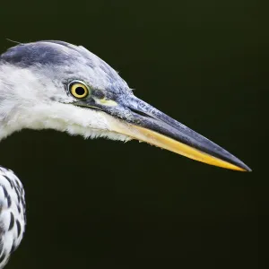 Grey heron (Ardea cinerea) head profile, Regents Park, London, UK August