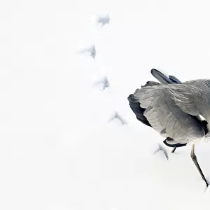 Grey Heron (Ardea cinerea) leaving footprints while walking through snow. The Netherlands