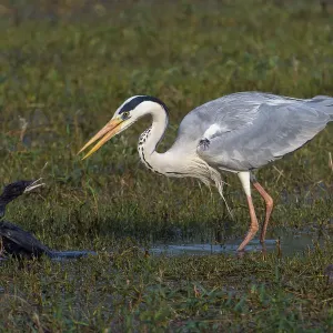 Grey heron squabbling with Little cormorant Print Grey heron squabbling with Little cormorant Print