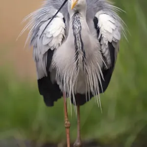 Grey Heron Wading Print Grey Heron Wading Print