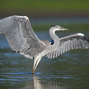 Grey heron (Ardea cinerea) with wings out stretched, Elbe Biosphere Reserve, Lower Saxony