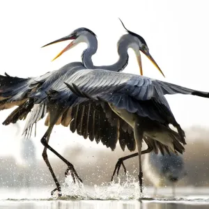 Grey herons (Ardea cinerea) two fighting, Lake Csaj, Kiskunsagi National Park, Pusztaszer, Hungary