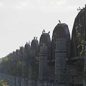 Grey herons (Ardea cinerea) perched on top of old railway bridge, near Dmitz, Elbe