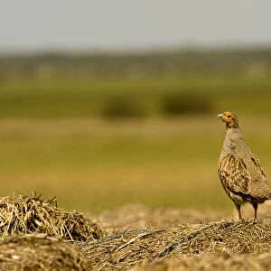 Grey partridge (Pedrix pedrix) camouflaged against hay mound, Matsalu National Park