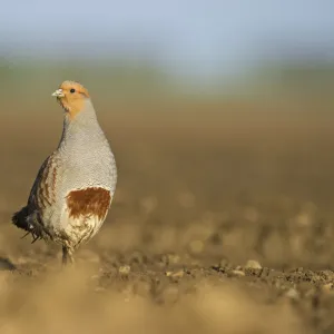 Grey Partridge (Perdix perdix) on a bare field, Norfolk, England, UK, April