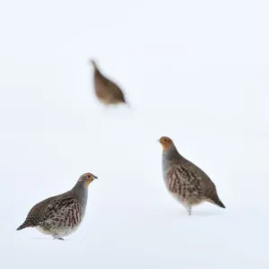 Cuatro perdices grises (Perdix perdix) en un campo de labranza cubierto de nieve, fronteras escocesas, Escocia, Reino Unido. Enero.