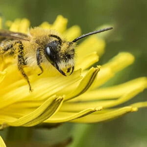Grey-patched Mining Bee (Andrena nitida) feeding on Dandelion (Taraxacum offinicale) Monmouthshire