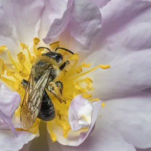 Grey patched mining bee (Andrena nitida), male feeding rambling rose flower (Rosa sp) Monmouthshire