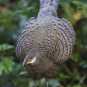 Grey peacock-pheasant (Polyplectron bicalcaratum) Tongbiguan Nature Reserve, Dehong Grey peacock-pheasant (Polyplectron bicalcaratum) Tongbiguan Nature Reserve, Dehong