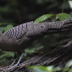 Grey peacock-pheasant (Polyplectron bicalcaratum) walking through the forest Grey peacock-pheasant (Polyplectron bicalcaratum) walking through the forest