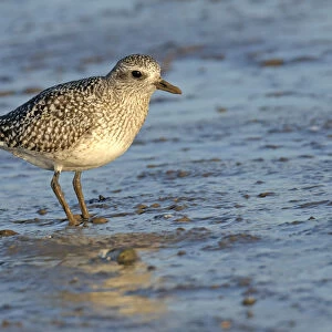 Grey plover (Pluvialis squatarola) adult in winter plumage on mudflats, The Wash