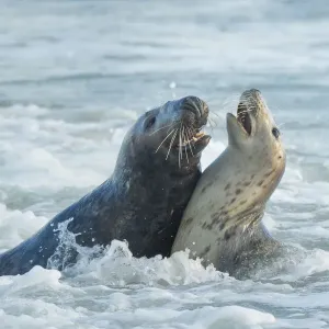 Grey seal (Halichoerus grypus), male and female, mating behaviour, Heligoland, Germany Grey seal (Halichoerus grypus), male and female, mating behaviour, Heligoland, Germany