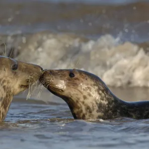 Grey seal {Halichoerus grypus} two adolescents interact among the breaking waves