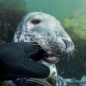 Grey seal (Halichoerus grypus) biting divers glove, Lundy Island, Bristol Channel