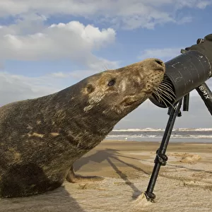 Grey seal (Halichoerus grypus) bull sniffing photographers tripod, Donna Nook, Lincolnshire
