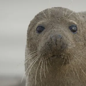 Grey seal (Halichoerus grypus) covered in sand, Donna Nook, Lincolnshire, UK, November