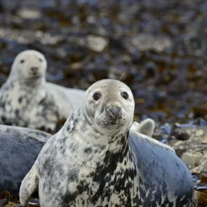 Grey Seal (Halichoerus grypus) hauled out on rocks, in mid-moult. Farne Islands, Northumberland