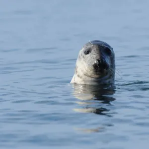 Grey Seal (Halichoerus grypus) with its head out of the water. Bardsey Island, North Wales