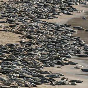 Grey seal (Halichoerus grypus) huge group hauled out on a beach, Island of Mingulay