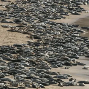 Foca gris (Halichoerus grypus) gran grupo arrastrado a una playa, Isla de Mingulay. Foca gris (Halichoerus grypus) gran grupo arrastrado a una playa, Isla de Mingulay.