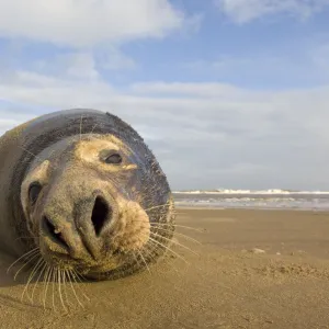 Grey seal (Halichoerus grypus) lying on beach, Donna Nook, Lincolnshire, UK, November