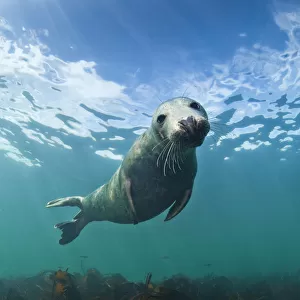 Grey seal (Halichoerus grypus) portrait underwater, Farne Islands, Northumberland
