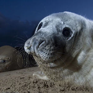 Grey seal (Halichoerus grypus) pup with adult in the background, Donna Nook, Lincolnshire