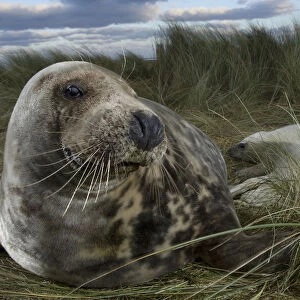 Grey seal (Halichoerus grypus) with pup in the dunes, Donna Nook, Lincolnshire, UK