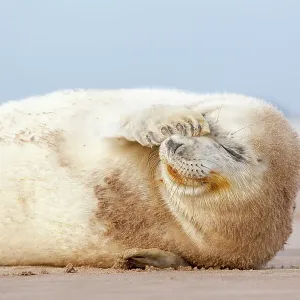 Grey seal (Halichoerus grypus) pup with flipper over one eye and both eyes closed. Donna Nook, Lincolnshire, UK. November Grey seal (Halichoerus grypus) pup with flipper over one eye and both eyes closed. Donna Nook, Lincolnshire, UK. November