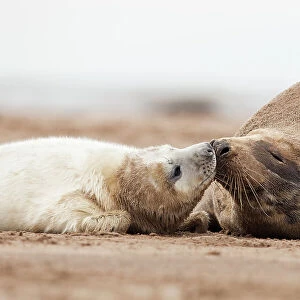 Grey seal (Halichoerus grypus) pup and mother sniffing and nuzzling each other. Donna Nook, Lincolnshire, UK. November