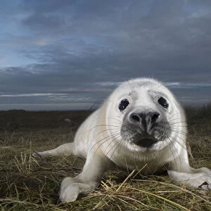 Grey seal (Halichoerus grypus) pup, portrait, Donna Nook, Lincolnshire, UK, November 2008