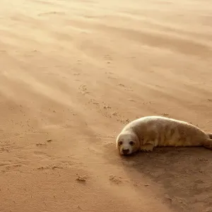 Grey Seal Pup Print, Donna Nook, Lincolnshire Grey Seal Pup Print, Donna Nook, Lincolnshire