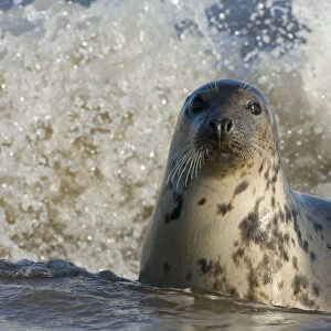 Grey seal (Halichoerus grypus) in shallow water with waves breaking behind, Donna Nook