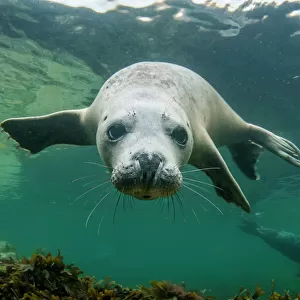 Grey seal (Halichoerus grypus) swimming towards camera, Orkney, Scotland, UK, August