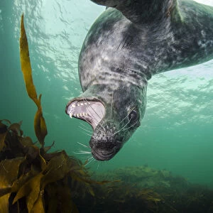 Grey seal (Halichoerus grypus) swimming amongst kelp and playing, Farne Islands, Northumberland